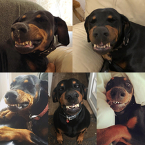 If theres one thing my dog has mastered its how to smile 