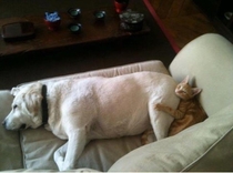 If this dog farts this cat is toast