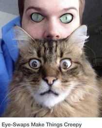 if we had cat eyes and they had human eyes scary