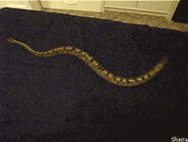 If you put a snake on a bed sheet you can make a snake treadmill Its mesmerising to watch