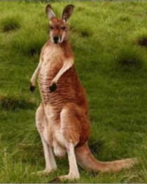 If you think about it a kangaroo is just a T-Rex deer