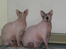 If youve never seen a fat sphynx hairless cat Youre welcome