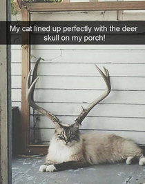 Ignore the caption but why does this cat look fucking ginormous