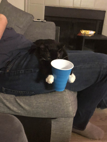Im a cup holder now - Cat