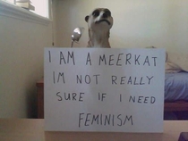 Im a meerkat