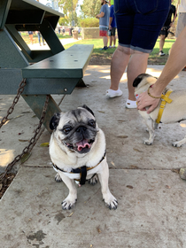 Im admitting my pug into a Pugaween costume contest Any good ideas as to what he should go asAny celerities that look like pugs aka danny daVito Owners are encouraged to participate I had an idea to dress up as a soy bottle and have him go as a sushi roll