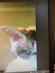 Im having therapy on Zoom and I dont think my therapists cat like me
