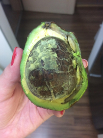 Im never buying avocados again