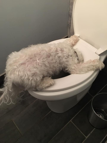 Im never drinking again -my friends dog probably