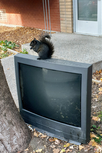 Im not a squirrel but I play one on TV