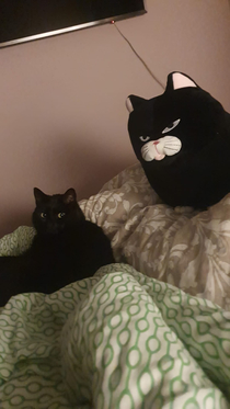 Im not sure my cat likes our new mascot
