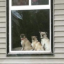 Im not sure what the neighbors dogs are doing