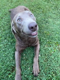 Im pretty sure he said cheese before this pic His name is Winston My  year old named him 