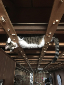 Im remodeling my basement and all the ceiling tiles were just removed I found my cat like this