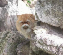 Im  sure this fking cat knows Kung Fu