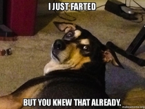 Im  sure this is what my dog was thinking