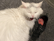 Im trying to get my cat to stop sniffing my shoes but she insisted she doesnt have a problem