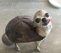 Im turtle bro 