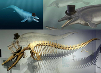 Im working on a biology project on the history of orcas and I got bored so I decided to Photoshop top hats onto all of the pictures of Dorudon