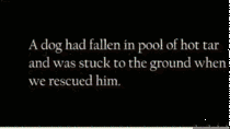 Imgur user made this gif A dog rescued from a tar pit