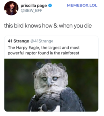 Imma stay away from the Harpy Eagle