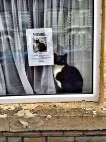 Important Seeking Missing Cat