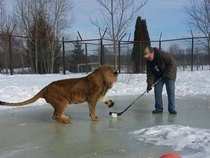 In Canada even the lions play hockey