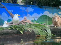 In Guangzhou you have a chance to see the very rare and exotic Seagull