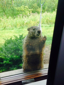In honor of Groundhog Day I present you the groundhog at my mothers office that didnt care about his shadow He cared about the bird feeder and was pissed that it was empty