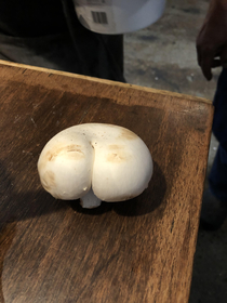 In response to the buttato and the Perriere I present the buttshroom