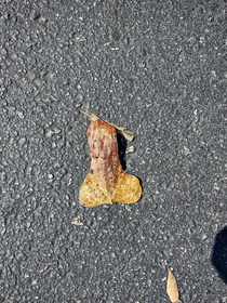 in response to the ice penis I present to you the leaf penis I saw today