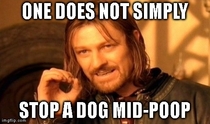In response to the pooping dog debate
