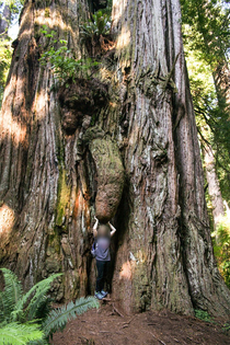In the old growth forest
