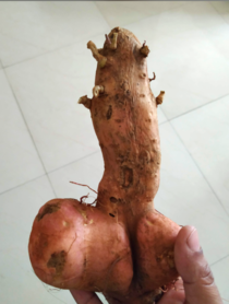 In the spirit of the buttato and the pearriere I present my garden grown sweet potatool