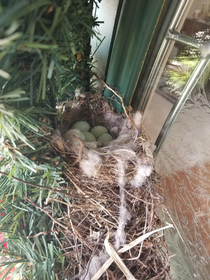 Inside for so long a birb built a nest on our door