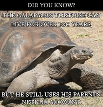 Interesting fact about tortoises