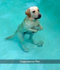 Interesting looking dog