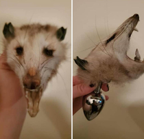 Interesting taxidermy find