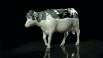 Internal Anatomy Of A Cow