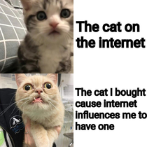 Internet cat VS real cat