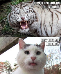 Internet vs Reality How People act on the Internet How they are in Reality