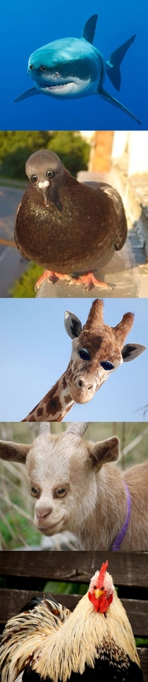 Introduced to the horrifying world of world of photoshopping animals with sideways-facing eyes to front-facing