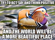 Introducing Absolutely Bootiful Duck
