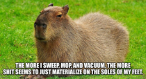 Introducing Complaint Capybara