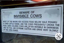 invisible cow 