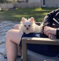 Is it me or does this dog look like it wants to take my brother Georgie down to float in the sewer