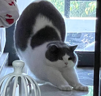 Is my cat out of shape