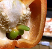 Is that a bell pepper in your bell pepper or are you just happy to see me