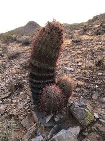 Is that a Cactaceae in your pocket or are you just happy to see me