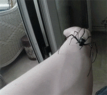 Is that a spider yup it is